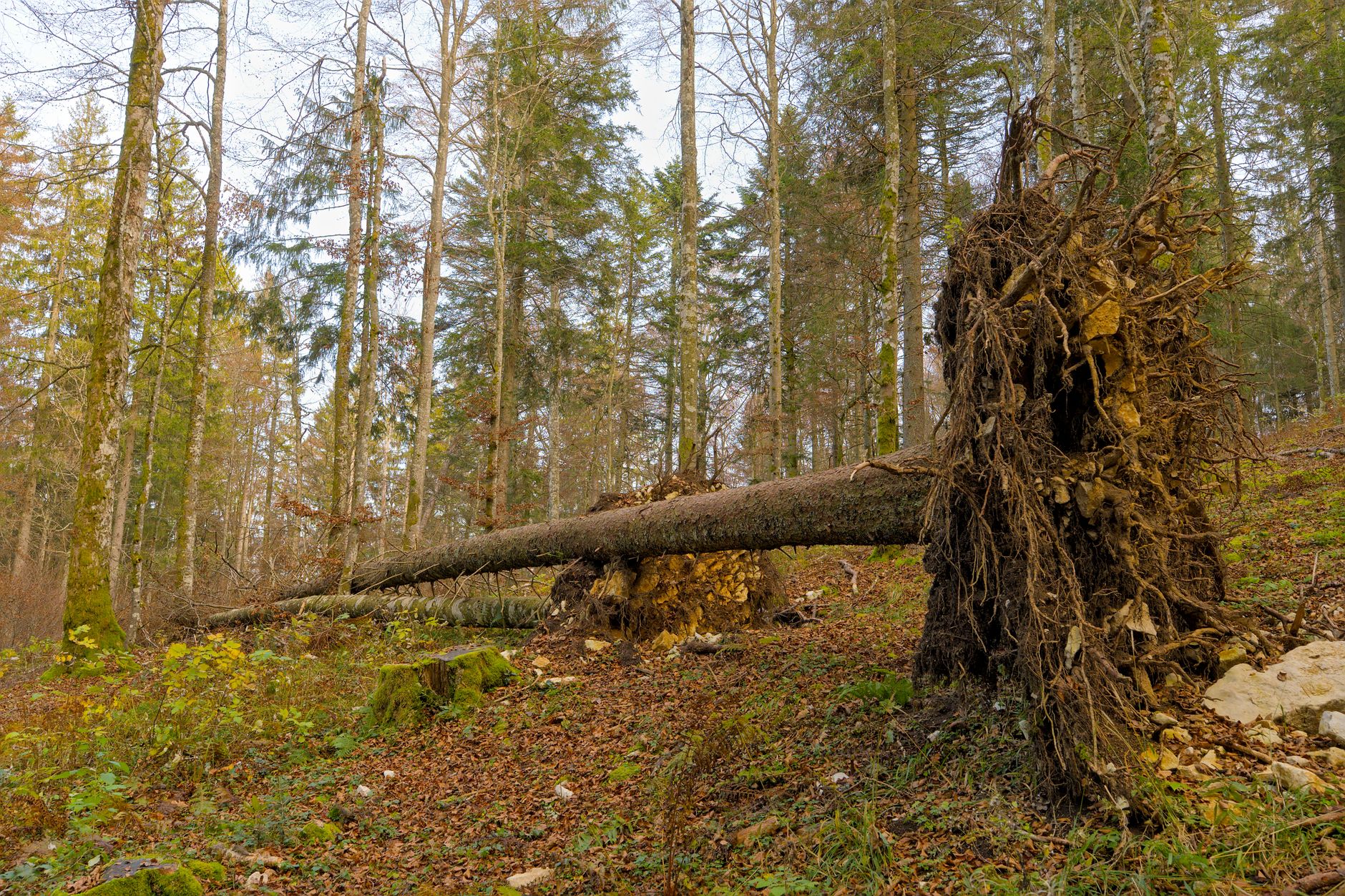 Enlèvement arbre urgence à Mulhouse